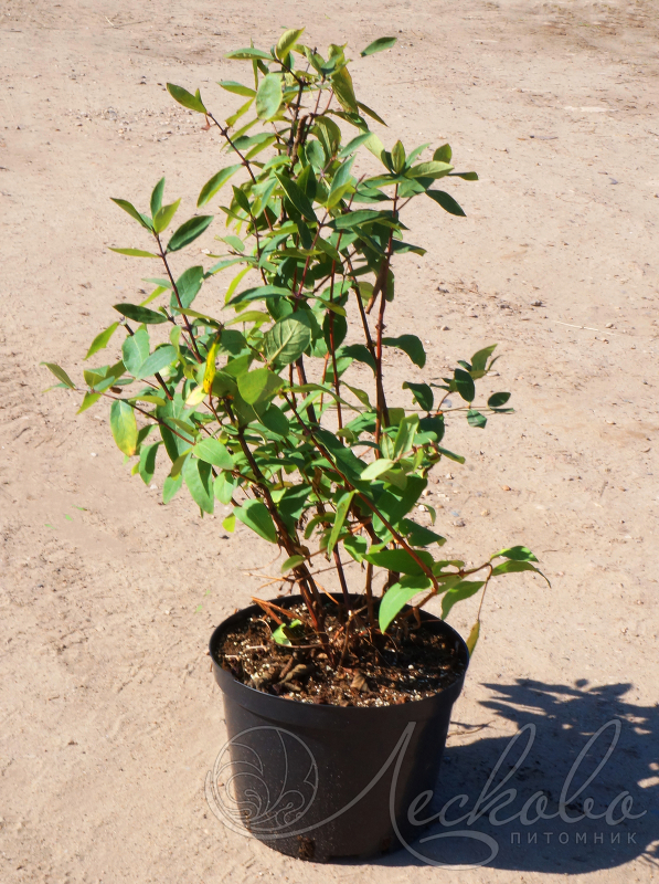 Жимолость съедобная (Lonicera edulis `Влада`) - Жимолость ...